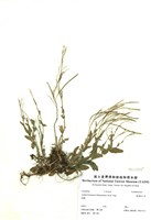 藏品(臺灣筷子芥)的圖片